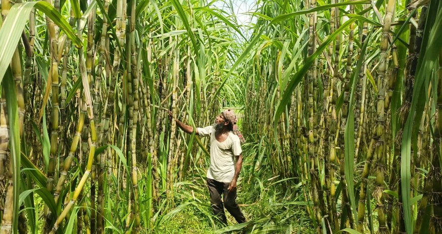 উপকূলীয় জেলা বাগেরহাটের চিতলমারী উপজেলায় আখ চাষের মাধ্যমে ভাগ্য বদলের স্বপ্ন দেখছেন চাষিরা