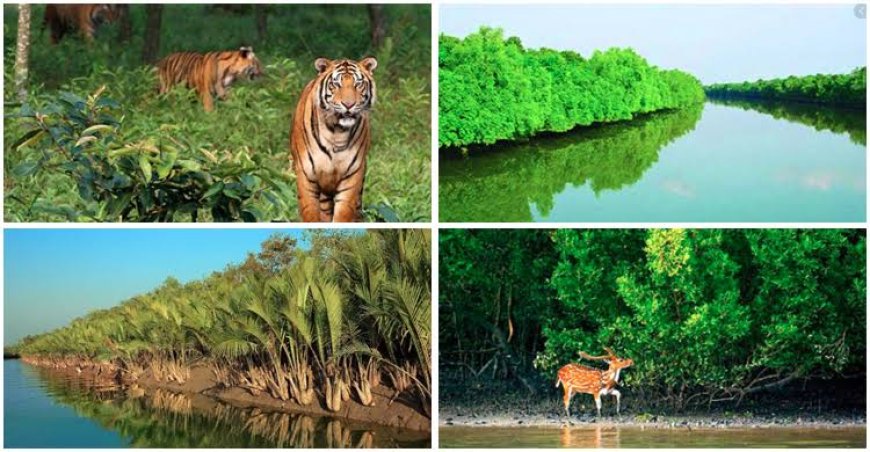 ১লা সেপ্টেম্বর আজ থেকে খুলছে পর্যটকদের জন্য সুন্দরবনের দোয়ার।