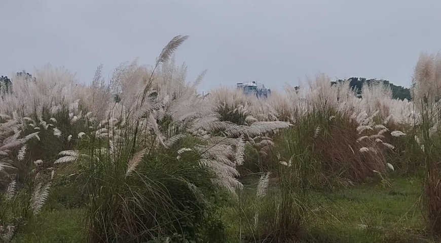 শরৎকাল: প্রকৃতির এক অপরূপ সাজে বাংলাদেশ