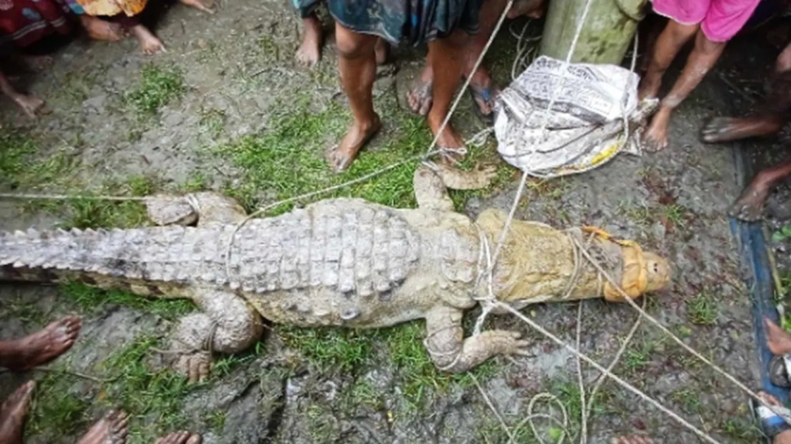 লক্ষ্মীপুরে চরের পুকুর থেকে কুমির উদ্ধার