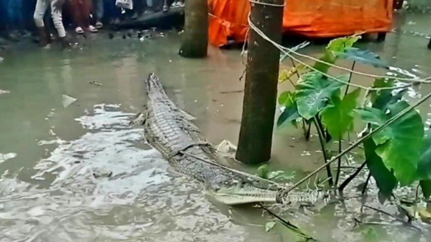 পটুয়াখালীতে জালে আটকা পড়লো ঘড়িয়াল, বেঁধে রাখলেন স্থানীয়রা