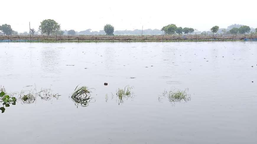 কয়েক দফা ভারী বর্ষনে নড়াইলে মৎস্য ও কৃষি খাতে ক্ষতি প্রায় শত কোটি টাকা