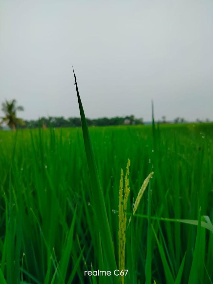 কুয়াশা,শিশির ভেজা সকাল যেন শীতের আগমনী বার্তা দিচ্ছে