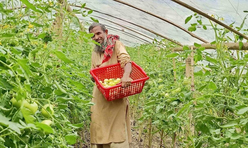 দাম ও ভালো ফলনে খুশি ফকিরহাটের গ্রীষ্মকালীন টমেটো চাষীরা