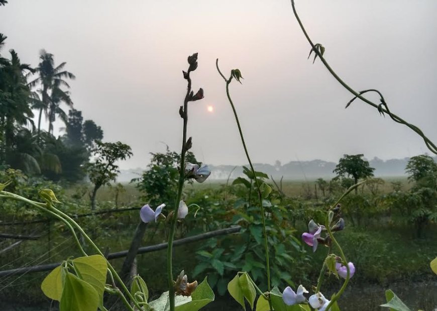 বাংলার প্রকৃতিতে এলো হেমন্ত কাল