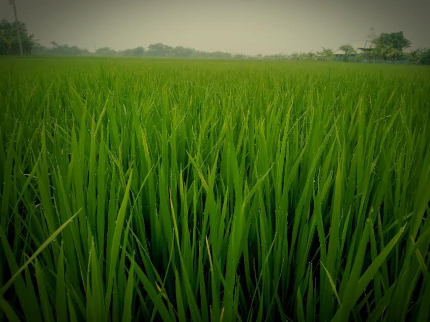 শীতের আগমনী বার্তায় হঠাৎ কুয়াশার চাদরে ঢাকা পড়ল রামপালের জনপদ