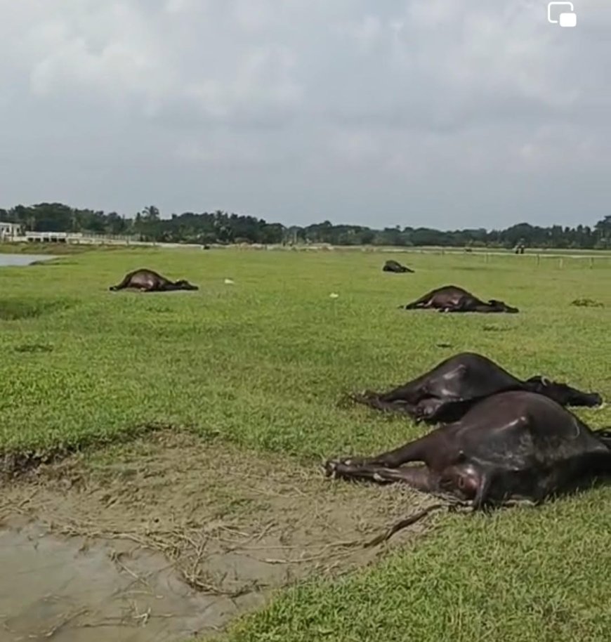 ফকিরহাটে মহিষ প্রজনন ও উন্নয়ন খামারে ১৫টি মহিষের মৃত্যু।