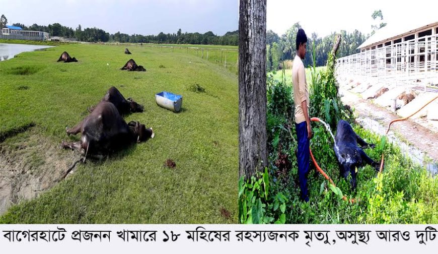 বাগেরহাটে প্রজনন খামারে ১৮ মহিষের রহস্যজনক মৃত্যু,অসুস্থ্য আরও ২ টি