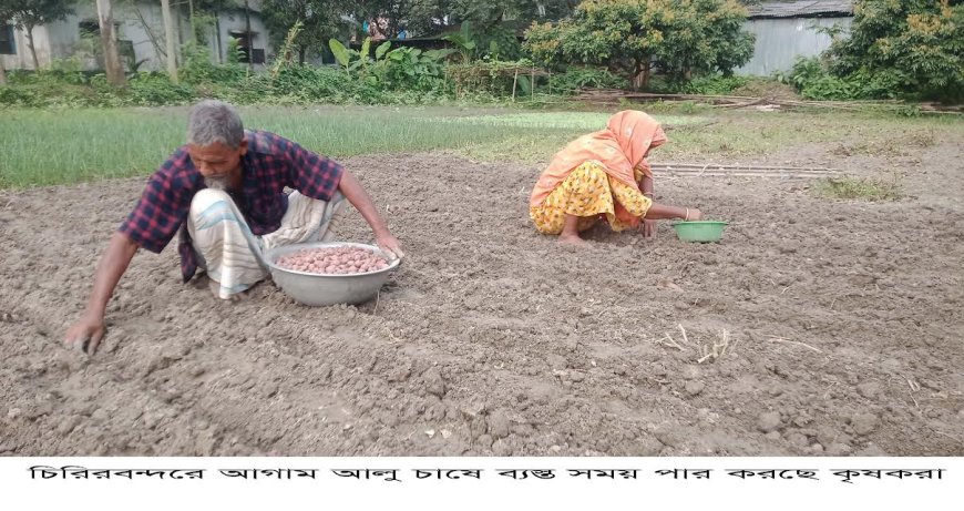 চিরিরবন্দরে আগাম আলু চাষে ব্যস্ত সময় পার করছে  কৃষকরা