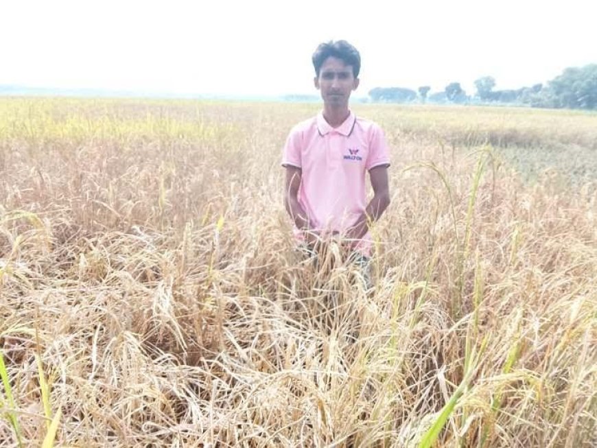 ধানে কারেন্ট পোকার আক্রমণ, দিশেহারা কৃষক