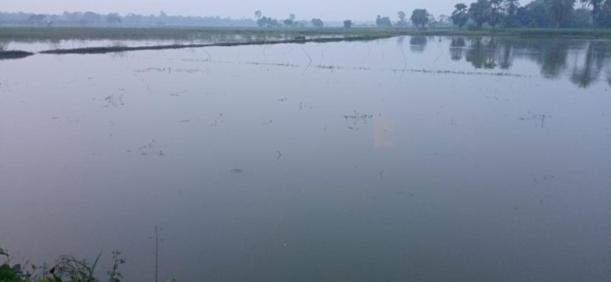 ভয়াল দুর্ভিক্ষের হাতছানিতে তালার প্রাণীকুল