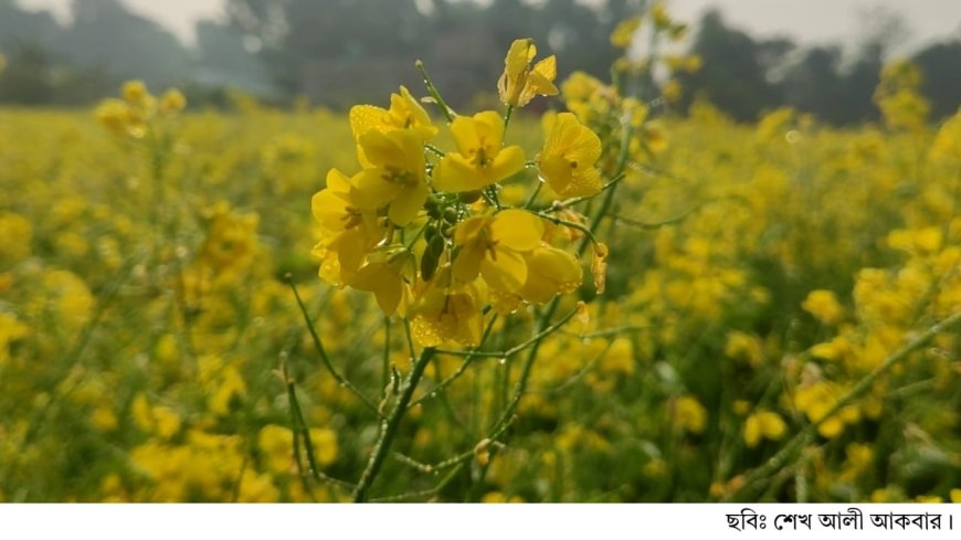 অভয়নগরে সরিষার লক্ষ্যমাত্রা পূরণের সম্ভাবনা