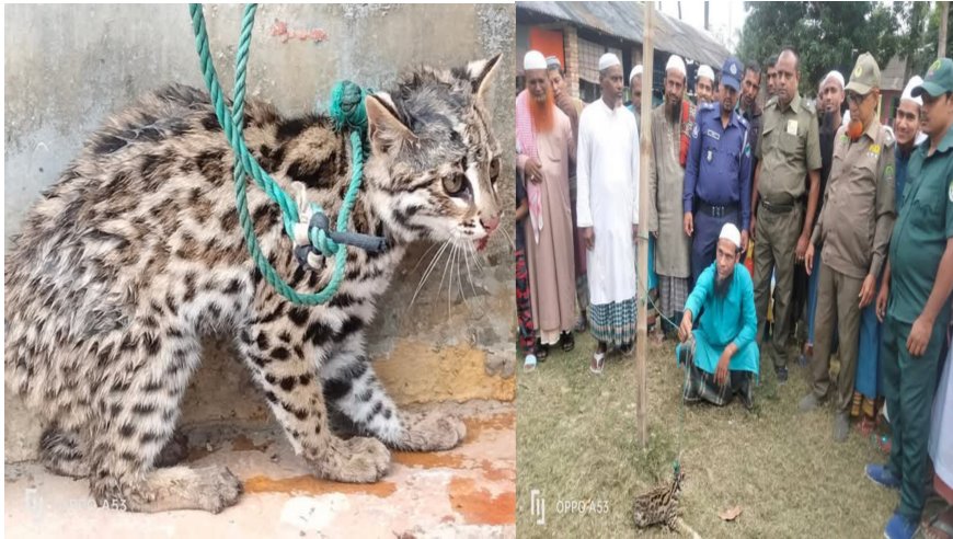 শ্যামনগরে গ্রামবাসীর সহযোগিতায় বন বিড়াল উদ্ধার করে সুন্দরবনে অবমুক্ত করলো বন বিভাগ