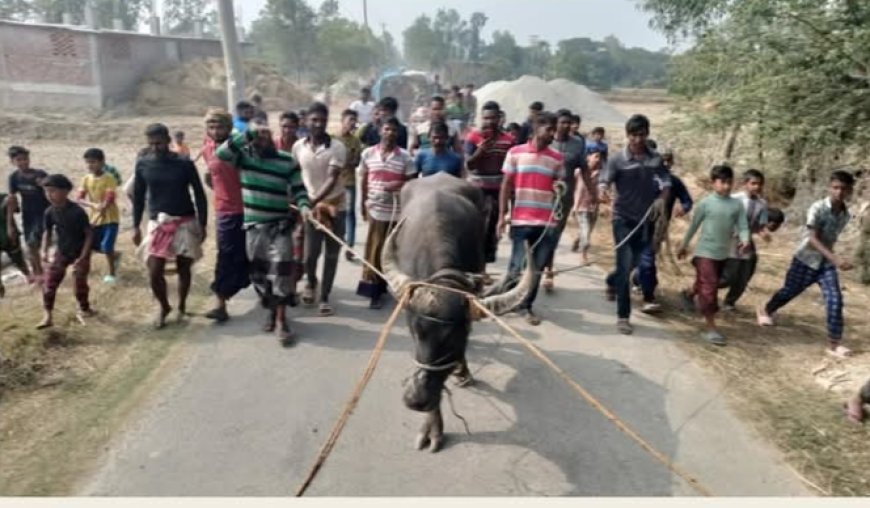 শ্যামনগরে মহিষের শিং এর গুতায় ৬ ব্যক্তি আহত—