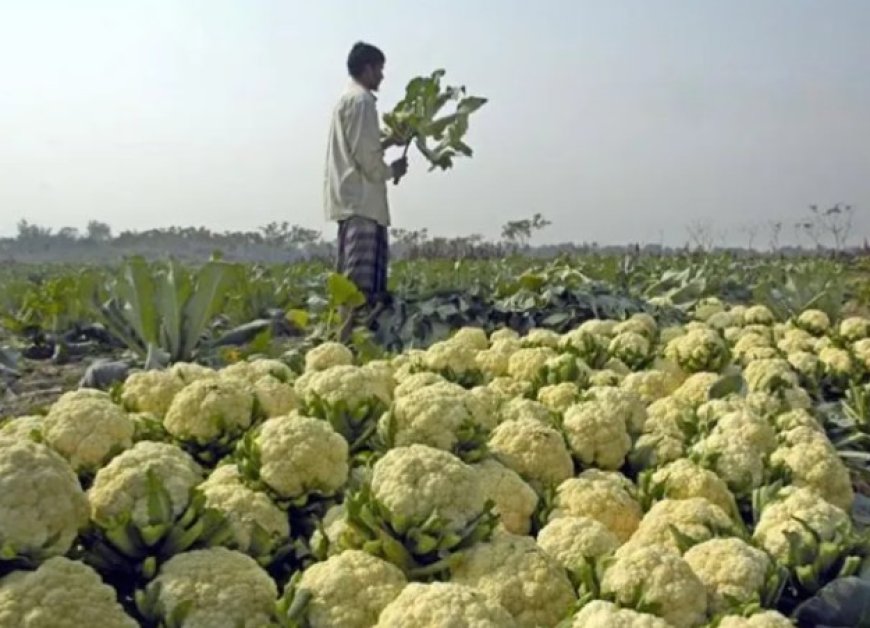 যশোরসহ সারাদেশে হাসি নেই কৃষকের মুখে, সবজির দামে ধস