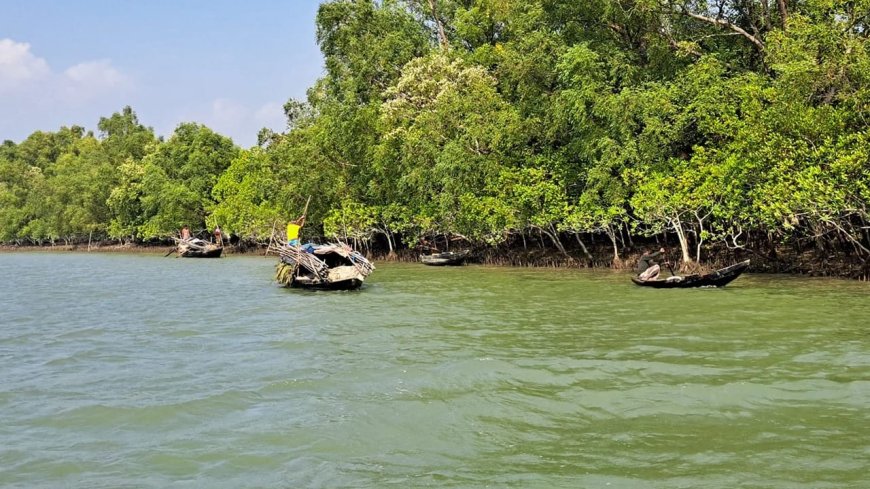 সুন্দরবনে কাঁকড়া প্রজনন মৌসুম শুরু, দুই মাসের নিষেধাজ্ঞায় কাঁকড়া আহরণ জেলেরা বিপাকে—