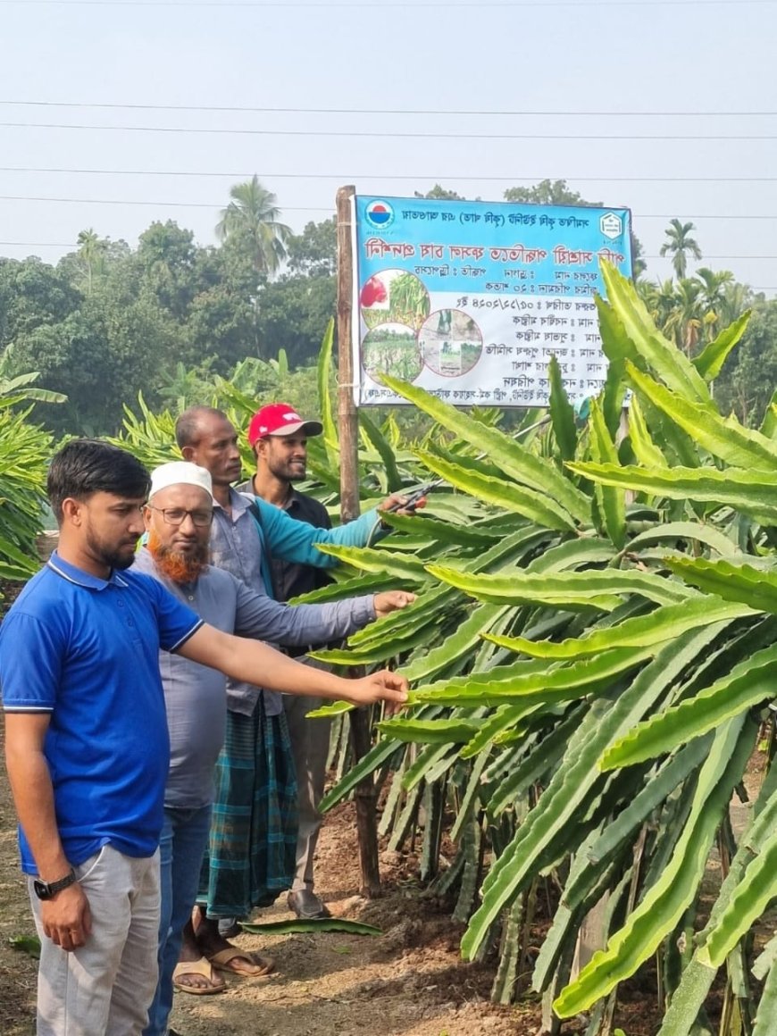 খুলনার ডুমুরিয়ায় ড্রিপ সেচ পদ্ধতিতে ড্রাগন ফল চাষে সাফল্য, নজর কাড়লেন কৃষক নবদ্বীপ মল্লিক