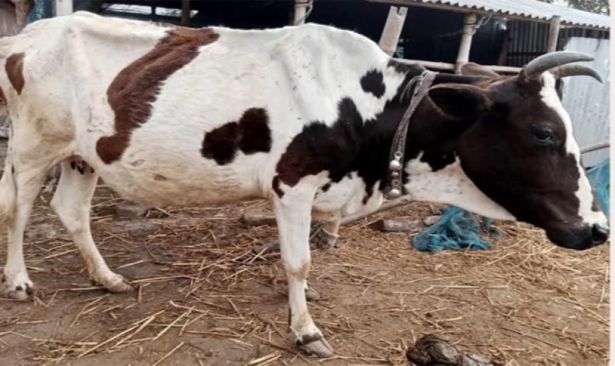 কোরবানির ঈদ সামনে রেখে খুলনায় গরু চুরির হিড়িক: আতঙ্কে খামারিরা